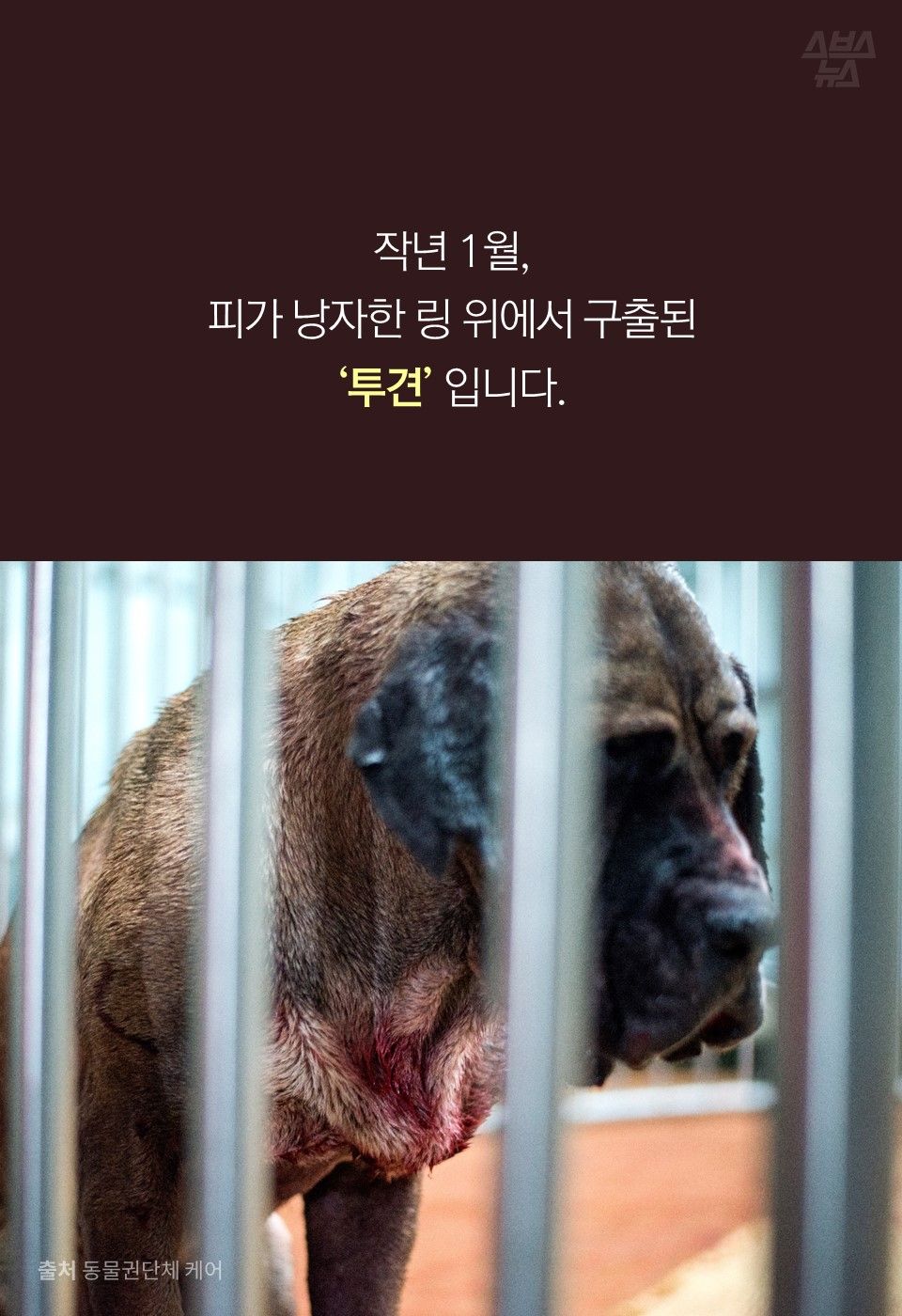 작년 1월,
피가 낭자한 링 위에서 구출된 
‘투견’ 입니다.
