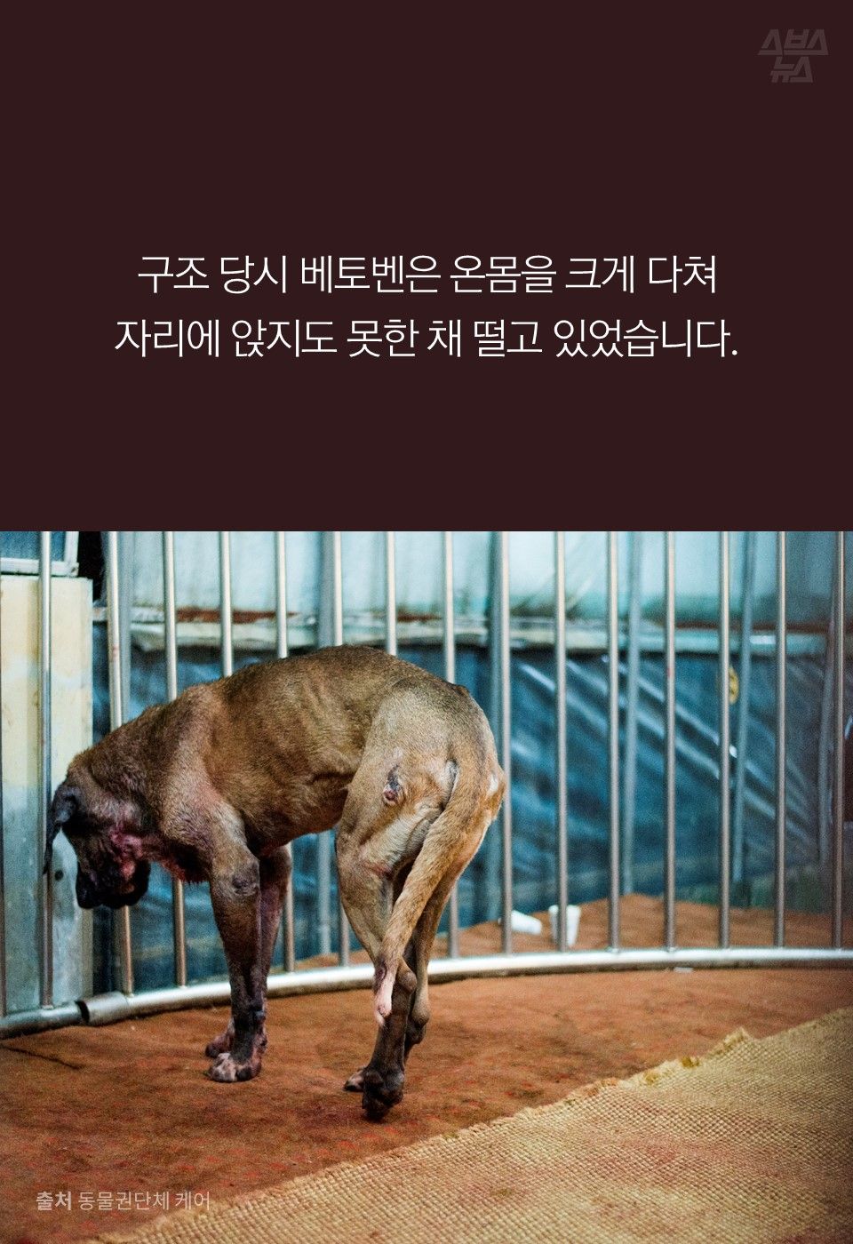 구조 당시 베토벤은 온몸을 크게 다쳐
자리에 앉지도 못한 채 떨고 있었습니다.
