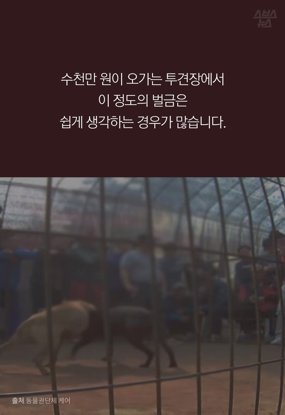 수천만 원이 오가는 투견장에서 
이 정도의 벌금은 
쉽게 생각하는 경우가 많습니다.
