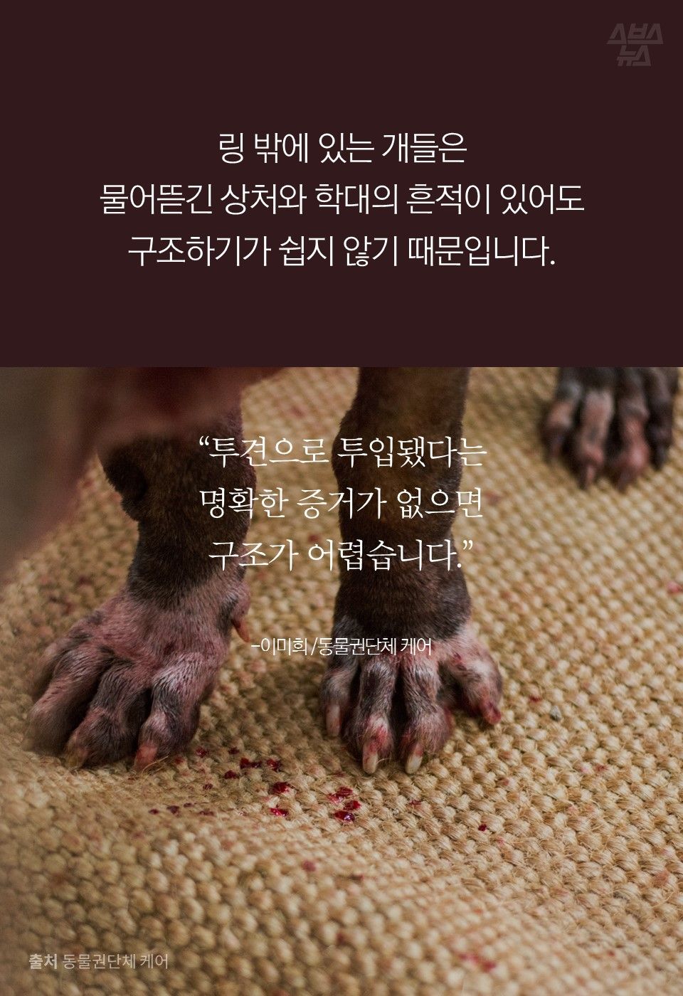 링 밖에 있는 개들은 
물어뜯긴 상처와 학대의 흔적이 있어도 
구조하기가 쉽지 않기 때문입니다.

“투견으로 투입됐다는 
명확한 증거가 없으면 
구조가 어렵습니다.”

-이미희 /동물권단체 케어
