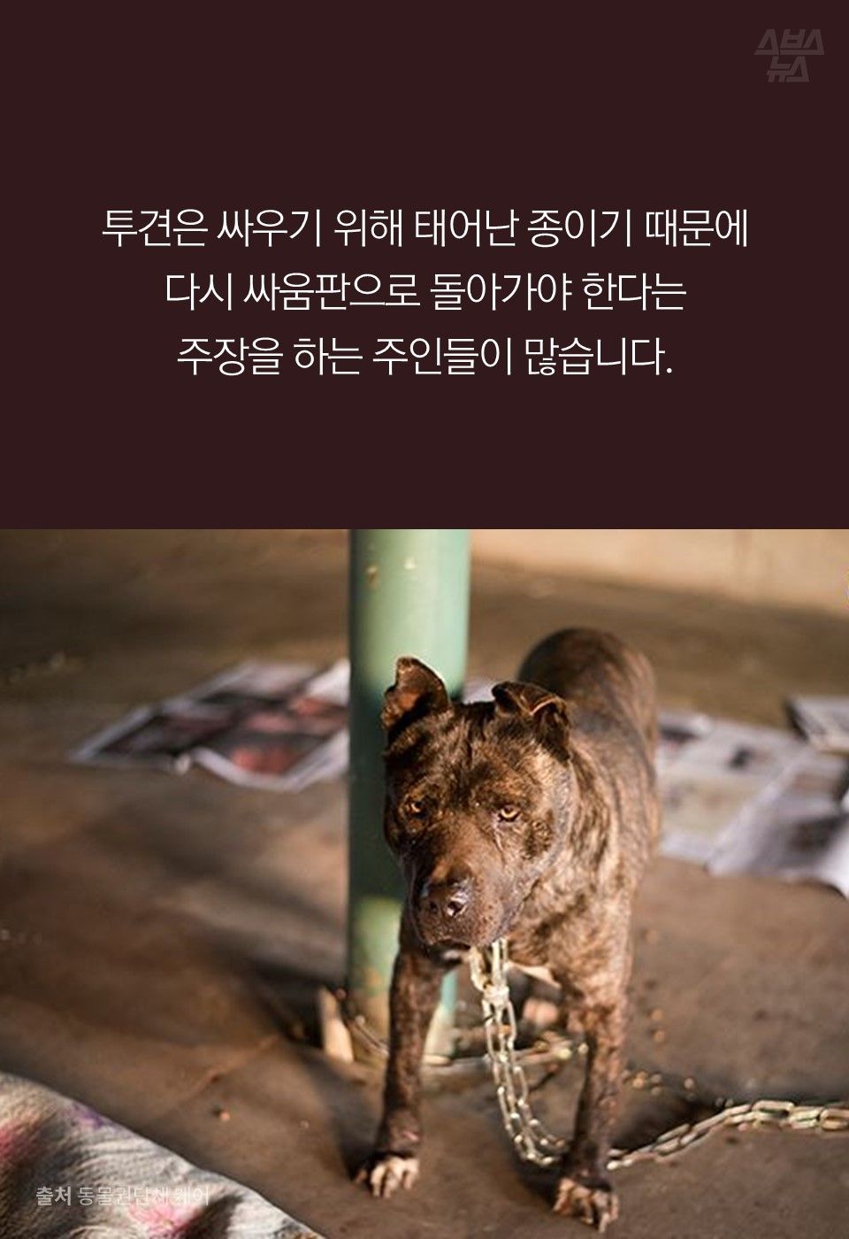 투견은 싸우기 위해 태어난 종이기 때문에 
다시 싸움판으로 돌아가야 한다는 
주장을 하는 주인들이 많습니다.
