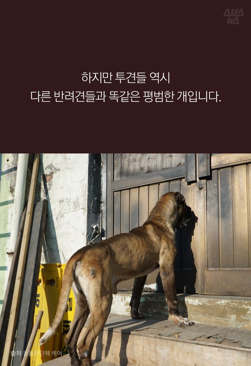 하지만 투견들 역시 
다른 반려견들과 똑같은 평범한 개입니다.
