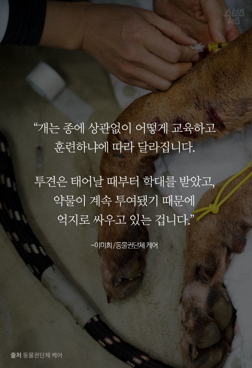 “개는 종에 상관없이 어떻게 교육하고 훈련하냐에 따라 달라집니다.
  
투견은 태어날 때부터 학대를 받았고, 
약물이 계속 투여됐기 때문에
 억지로 싸우고 있는 겁니다.”

-이미희 /동물권단체 케어
