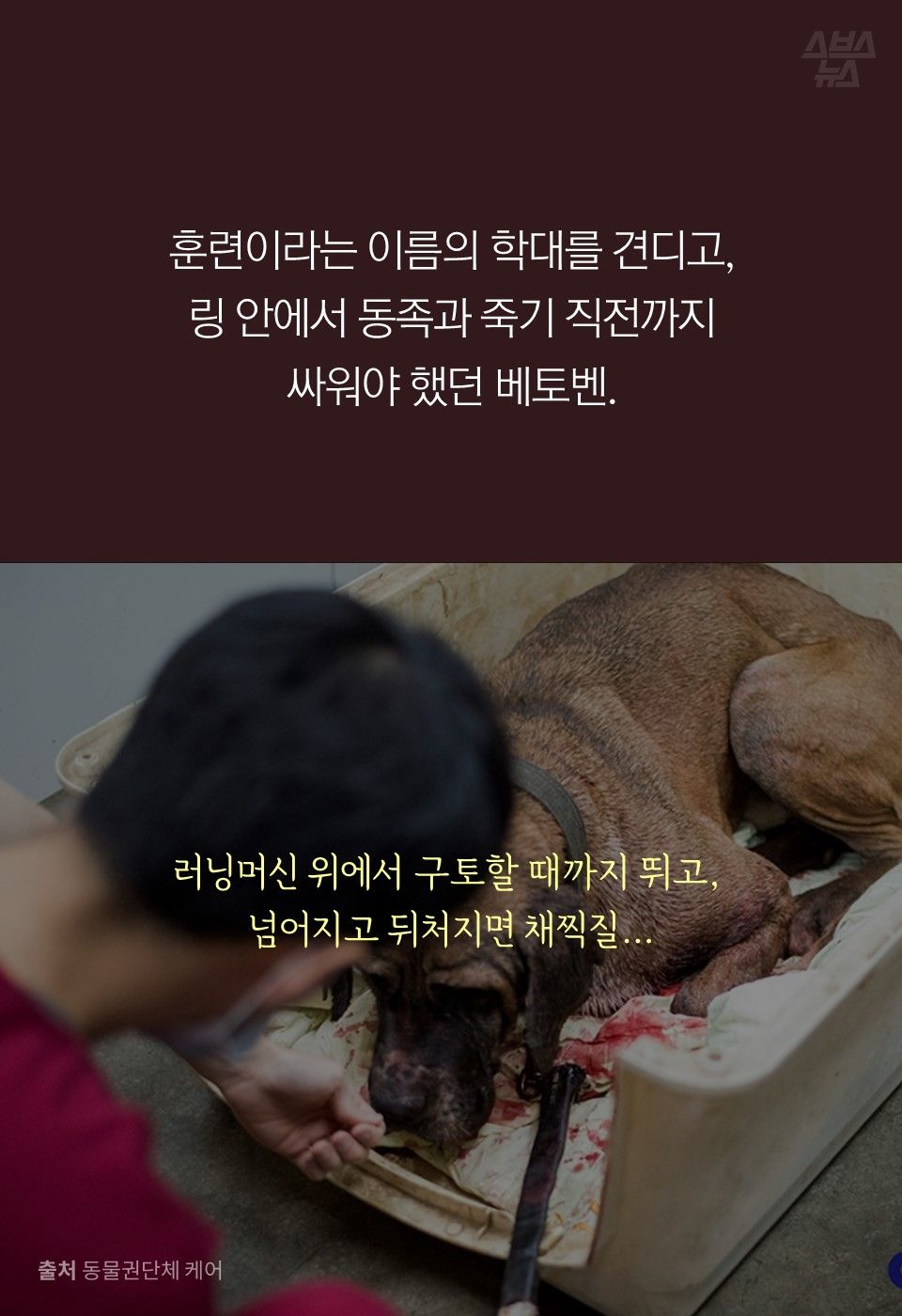 훈련이라는 이름의 학대를 견디고, 링 안에서 동족과 죽기 직전까지 싸워야 했던 베토벤.