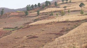 [지금 북한은] 강냉이 먹으려고 나무 싹둑&hellip;북한 '산림전투'의 현실