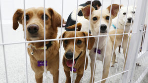 "가족이라면서"&hellip;버려지는 반려동물 늘고 등록도 외면