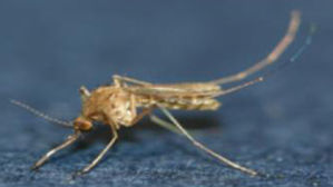 인천서도 일본뇌염 매개모기 발견…"안 물리도록 주의"