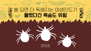 [라이프] 봄 되면 더 독해지는 야생진드기…물렸다간 목숨도 위험