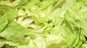 美서 '대장균 로메인상추' 파동 확산&hellip;첫 사망자 발생