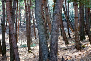 [라이프] 온달을 다시 생각하다 - 온달평강 로맨스길 ②