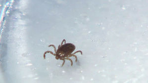 전남서도 올해 들어 첫 중증 열성 혈소판 감소 증후군 환자 발생