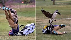 [뉴스pick] 거위 심기 건드렸다가 맹공격당한 고등학생 골프선수