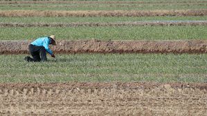 양파값 왜 떨어지나 봤더니…재배면적 1975년 이후 최대