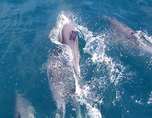 울산 고래바다여행선 참돌고래 2천여 마리 발견