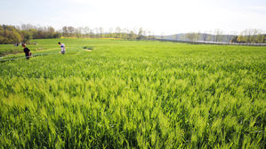 '봄꽃의 향연' 축제장에 나들이객 북적&hellip;영동 초여름 날씨