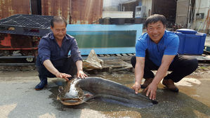 충남 청양서 대형 메기 잡혀&hellip;길이 1m 35㎝, 무게 38㎏