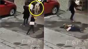 [영상pick] '마른하늘에 날벼락'…갑자기 떨어진 '개' 맞고 기절한 여성