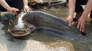 충남 청양서 대형 메기 잡혀&hellip;길이 1m 35㎝, 무게 38㎏