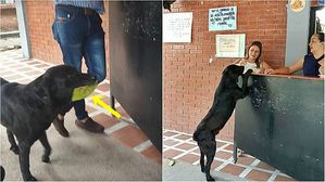 [뉴스pick] '다들 비슷한 거 내던데'…'나뭇잎'으로 과자 사 먹는 강아지