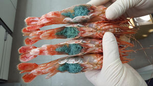 한미 정상 식탁에 오른 '독도 새우' 울릉해역에 대량 방류