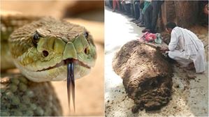 [뉴스pick] 사람 목숨 앗아간 미신&hellip;뱀독 치료하려 '소똥' 뒤집어쓴 사건의 결말