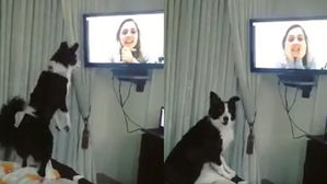 [영상pick] 영상 통화로 주인과 재회한 반려견&hellip;뭉클한 반려견의 행동 '감동'