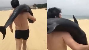 [영상pick] 살아있는 돌고래 무작정 집으로 데려간 남성 '뭇매'