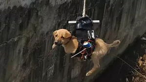 [영상pick] 6m 배수구에 빠진 강아지…'드론'으로 구조한 로봇 엔지니어