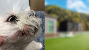 [뉴스pick] 반려견주 항의에 "진드기도 소중한 생명" 응수한 애견 펜션 논란