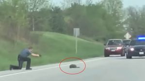 [뉴스pick] '도로 정체된다고…' 길 건너는 야생동물 총으로 쏴 죽인 경찰