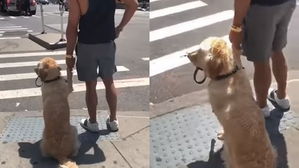 [영상pick] "목줄? 안 잡아도 돼요!" 주인 손 잡고 신호 기다리는 반려견