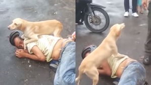 [영상pick] 술 취해 길에서 잠든 주인…'철벽 방어'하는 강아지