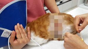 주택가 염산 테러 피해추정 길고양이 2마리 발견