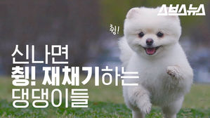 신나게 뛰놀며 '칙칙'…알아두면 좋은 강아지 재채기