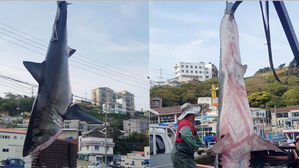 [포토] 사람 공격하는 바다의 포식자 '백상아리' 거제서 발견