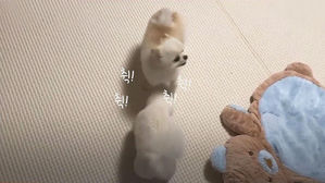 [모닝 스브스] 강아지가 재채기를 하는 의외의 이유