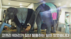 [모닝 스브스] '두고보자, 쿵쾅쿵쾅'&hellip;코끼리가 마을 덮친 이유