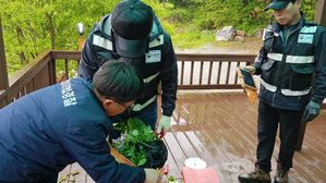 산림청, 모집산행으로 산나물&middot;산 약초 불법 채취 9명 적발