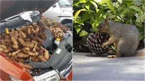 [뉴스pick] 자동차 소음 원인은 솔방울?&hellip;엔진룸을 비밀 창고로 만들어버린 다람쥐