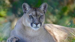 美 북서부서 퓨마 공격으로 바이크족 1명 사망&middot;1명 부상