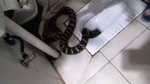 [뉴스pick] 아파트 6층 가정집 변기서 1m 넘는 뱀 출몰…원인도 '황당'