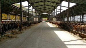 담양 축산농가 "군부대 공사 소음, 소 수십 마리 폐사" 주장