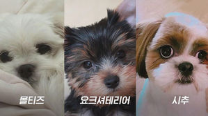 [모닝 스브스] 반려견에서 유기견으로&hellip;"유행이 무서워요"