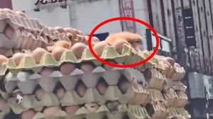 [영상pick] 계란판 위에서 '꼬물꼬물'&hellip;식용 달걀서 부화한 병아리들 '논란'