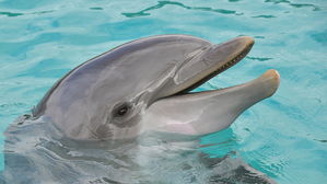 [뉴스pick] 돌고래 이빨 억지로 뽑아버린 동물원…유명 관광지 동물 학대 '논란'