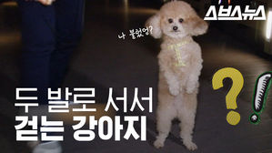 강아지가 두 발로 '아장아장'&hellip;무슨 사연 있었나