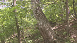 [수도권] '500년 신비' 품은 보물숲&hellip;둘레 3m 넘는 큰 나무만 308그루