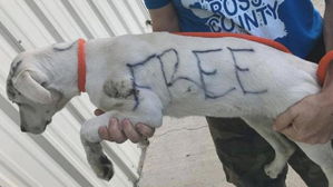 [뉴스pick] 몸에 적힌 '공짜' 글씨…그리고 버림받은 개