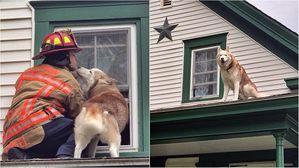 [뉴스pick] 지붕 위에 발 묶인 반려견&hellip;구해준 소방관 얼굴에 '뽀뽀'