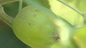 [대구] 이틀간 내린 우박에 농작물 피해&hellip;병해충 방제 필수